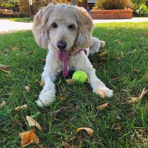 Meet your Posher, Allie